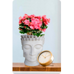   () Idealist Face Planter  (BUD-FP-AW-19)