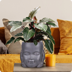   () Idealist Face Planter  (KID-FP-TWO-LG-24)