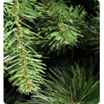    Royal Christmas Montana Slim Tree Premium Hinged 225 